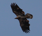 2014 03 30 Eagle 01